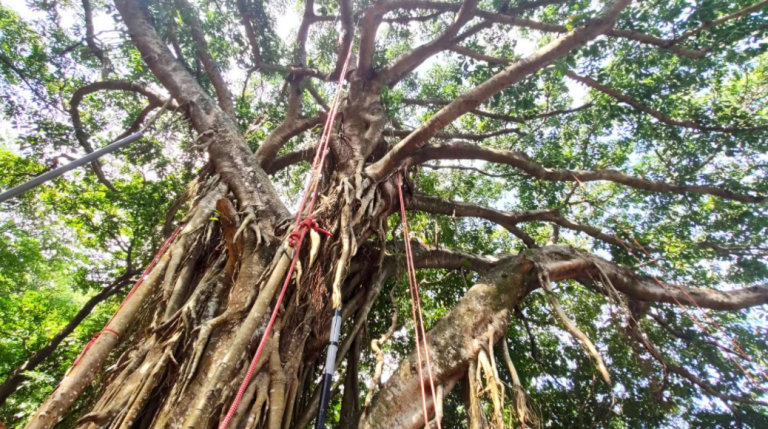 記雀榕平台建置